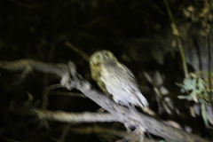 Otus brucei