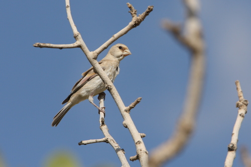 Camachuelo desertícola (Rhodospiza obsoleta)