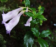 Lysionotus pauciflorus