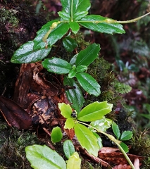 Lysionotus pauciflorus