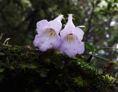 Lysionotus pauciflorus