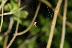 Cryptaranea subcompta