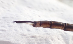 Gynacantha saltatrix