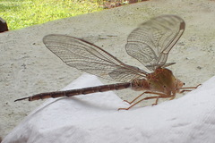 Gynacantha saltatrix