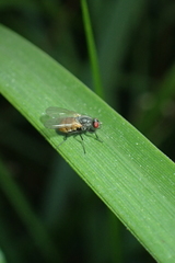 Thricops semicinereus