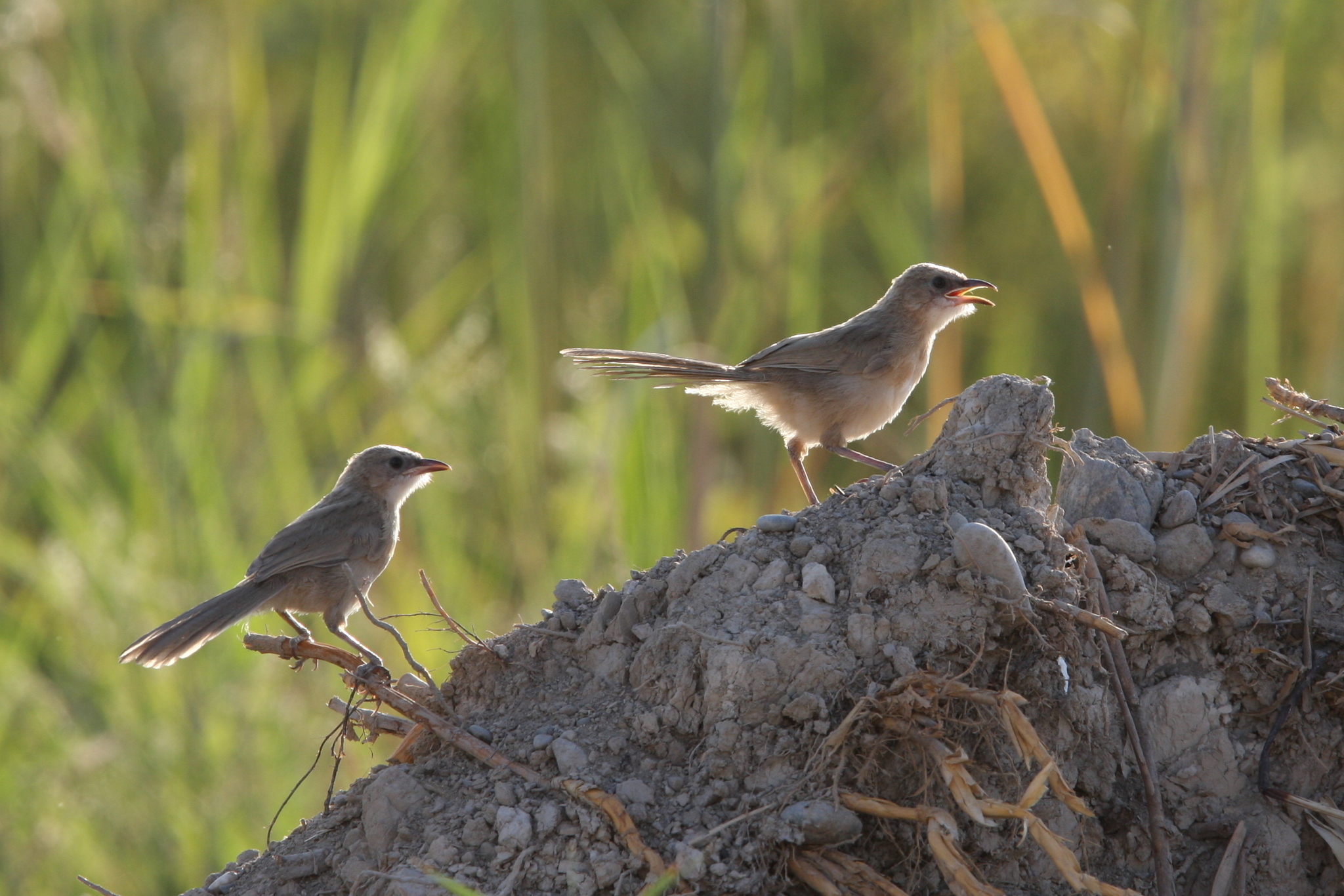 Iraq Babbler illustration