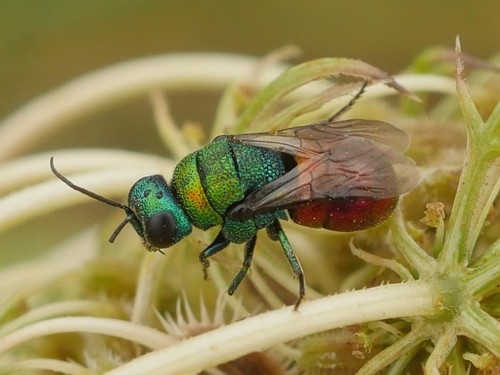 Holopyga fastuosa generosa (Förster, 1853)