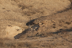 Ammoperdix griseogularis