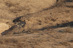 Ammoperdix griseogularis