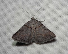 Dichromodes obtusata