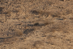 Ammoperdix griseogularis