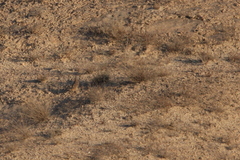 Ammoperdix griseogularis