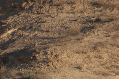 Ammoperdix griseogularis