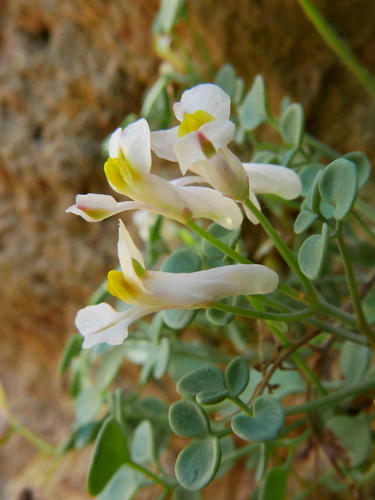 Sarcocapnos enneaphylla