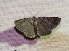 Dichromodes obtusata