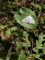 Perizoma parallelolineatum