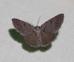 Dichromodes obtusata