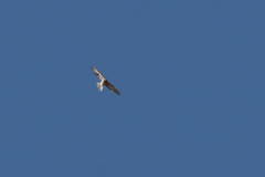 Accipiter brevipes
