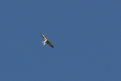 Accipiter brevipes