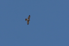 Accipiter brevipes