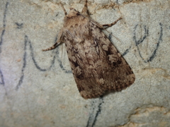Amphipyra effusa