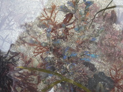 Ericaria selaginoides