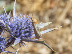 Pterothrixidia rufella