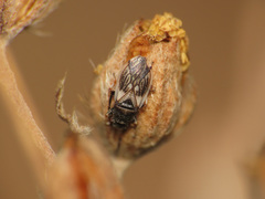 Macroplax preyssleri