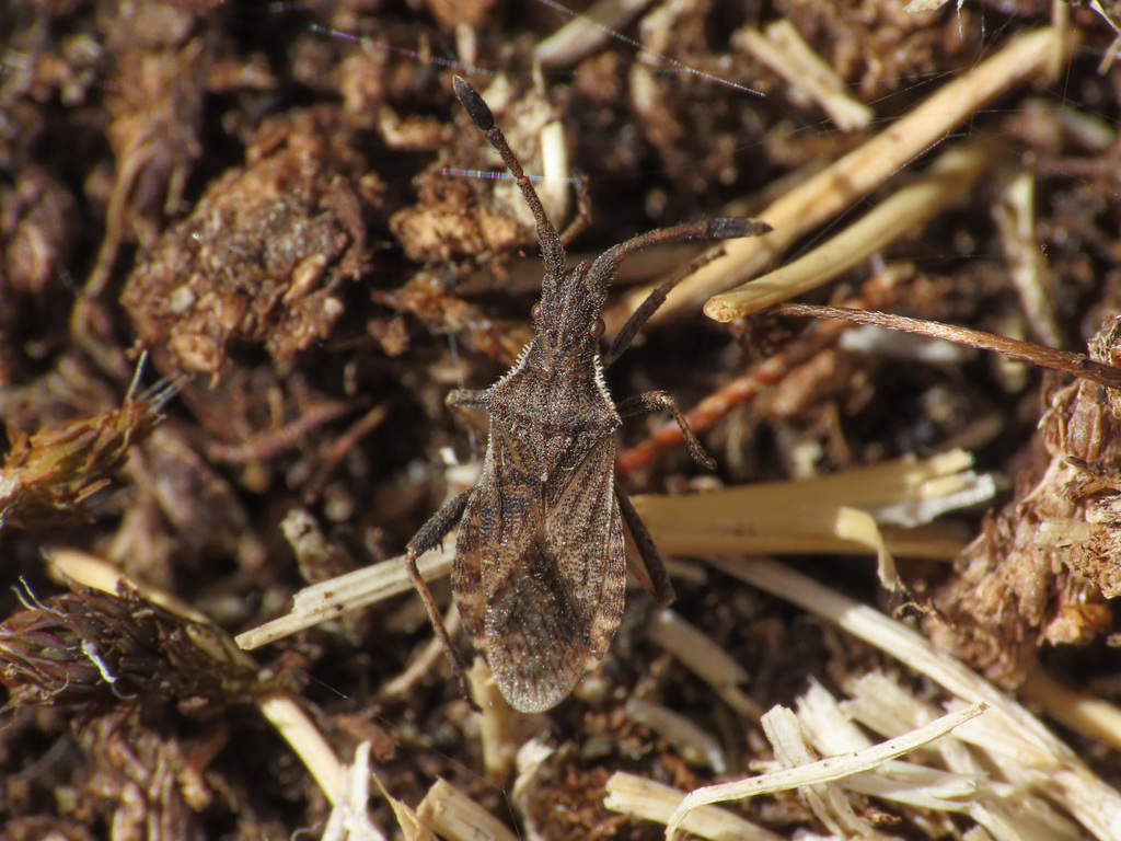 Coriomeris scabricornis