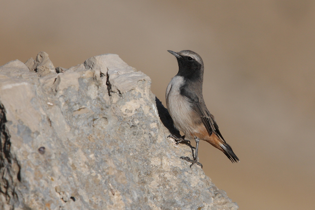Kurdistan Wheatear