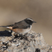 Kurdish Wheatear - Photo (c) Christoph Moning, some rights reserved (CC BY), uploaded by Christoph Moning