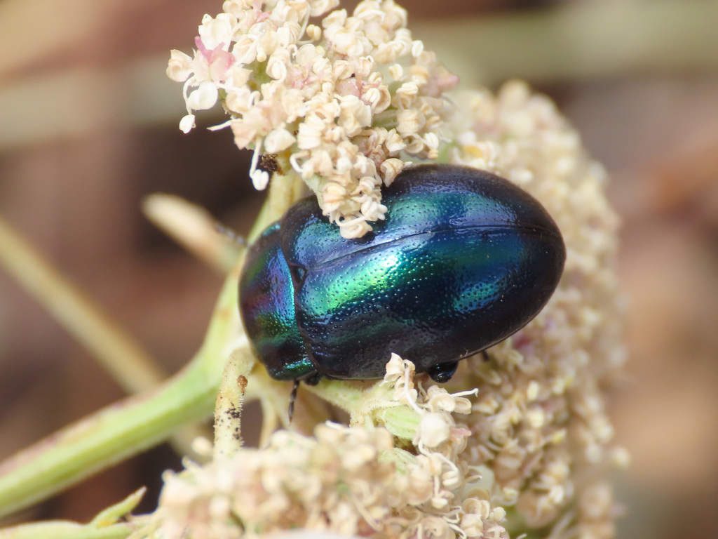 Rainbow Leaf Beetle