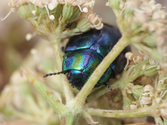 Chrysolina cerealis
