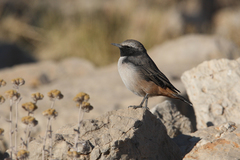 Oenanthe xanthoprymna