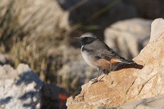 Oenanthe xanthoprymna