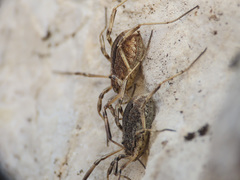 Odiellus troguloides