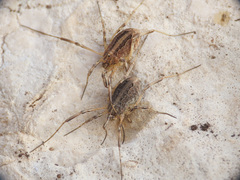 Odiellus troguloides