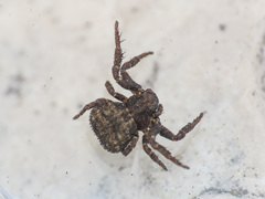 Ozyptila scabricula