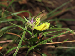 Melampyrum italicum