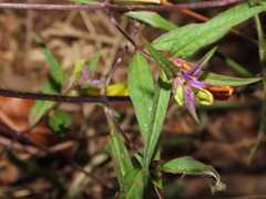 Melampyrum italicum