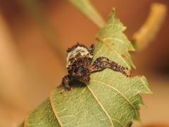 Pogonocherus hispidulus