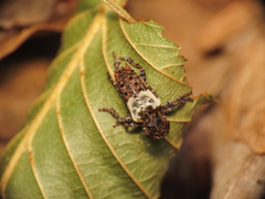 Pogonocherus hispidulus