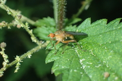 Scathophaga suilla