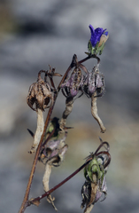 Campanula sibirica taurica