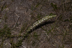 Agiortia pedicellata