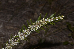 Agiortia pedicellata