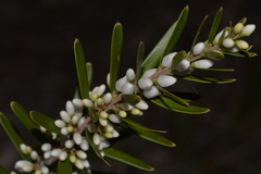 Agiortia pedicellata