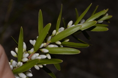 Agiortia pedicellata