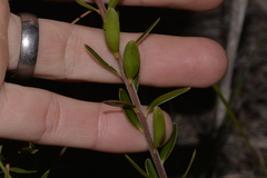 Agiortia pedicellata