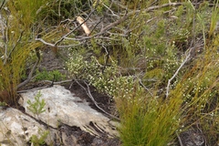 Lachnaea ericoides